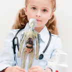 Edukativni set 3D model ljudskog tijela