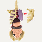 Edukativni set 3D model ljudskog tijela