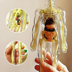 Edukativni set 3D model ljudskog tijela