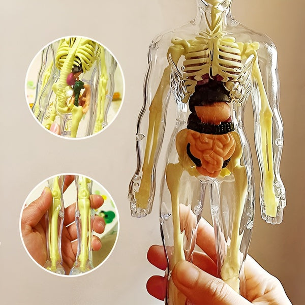 Edukativni set 3D model ljudskog tijela